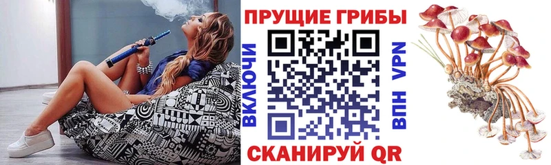 Псилоцибиновые грибы мицелий  сколько стоит  Бологое 